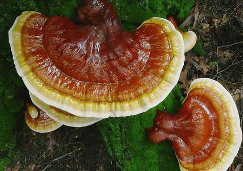 Công dụng thần kỳ của nấm Lim Xanh trong việc hỗ trợ điều trị bệnh ung thư - 1