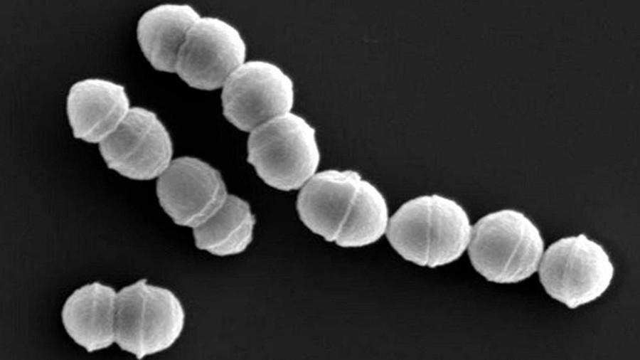 Nhật Bản: Vi khuẩn &#34;ăn thịt người&#34; tấn công hơn 500 người - 1