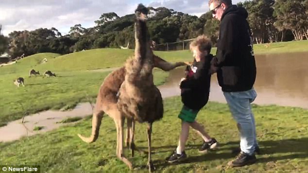 Đến gần cho kangaroo ăn, bé trai Úc không ngờ dính đòn nhớ đời - 1