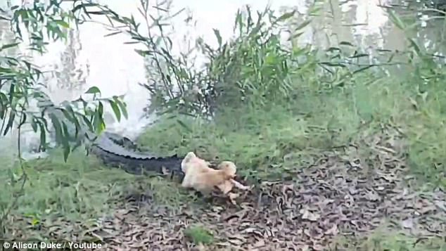 Video: Chó &#34;có võ&#34; đánh đuổi cá sấu dài 4m chạy trối chết - 1