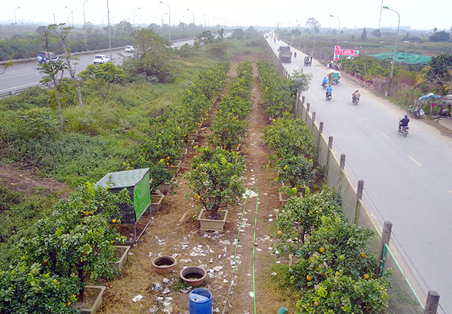 Nông dân trồng rau xanh mướt, chăn bò trên đại lộ nghìn tỉ ở Thủ đô - 7