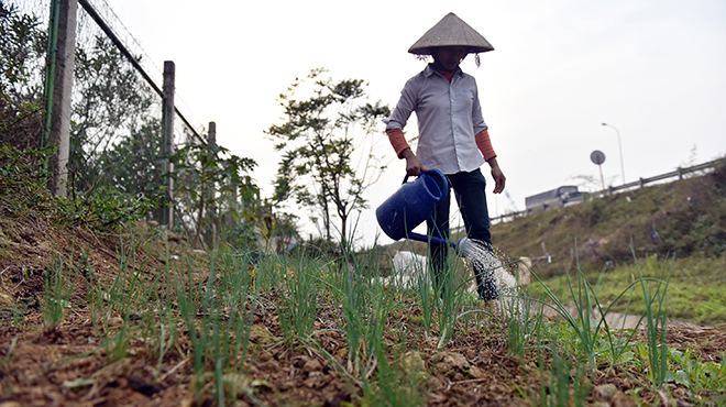 Nông dân trồng rau xanh mướt, chăn bò trên đại lộ nghìn tỉ ở Thủ đô - 9