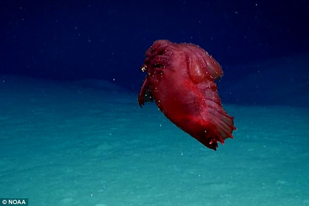 Khám phá biển sâu, phát hiện quái vật không đầu đi bộ kiếm ăn - 1