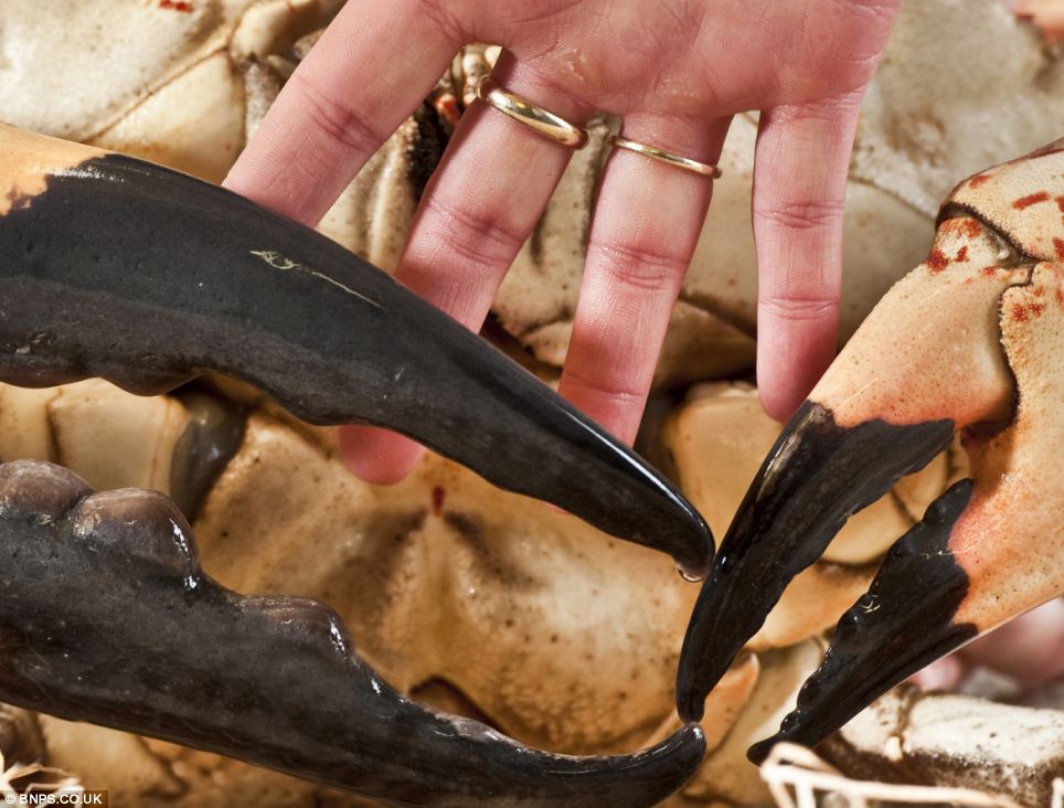 Choáng với loài cua khổng lồ giá gần 90 triệu/con, chỉ đại gia mới dám ăn - 5