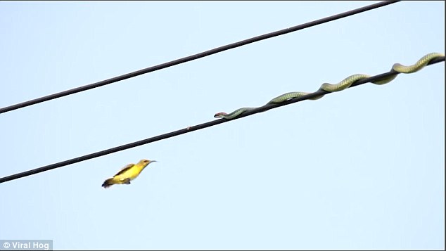 Rắn trườn như làm xiếc trên dây điện để săn chim - 1