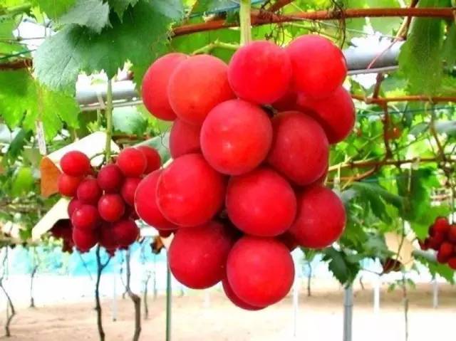 Chỉ giới nhà giàu mới tới cửa hàng này để mua hoa quả với mức giá trên trời - 6