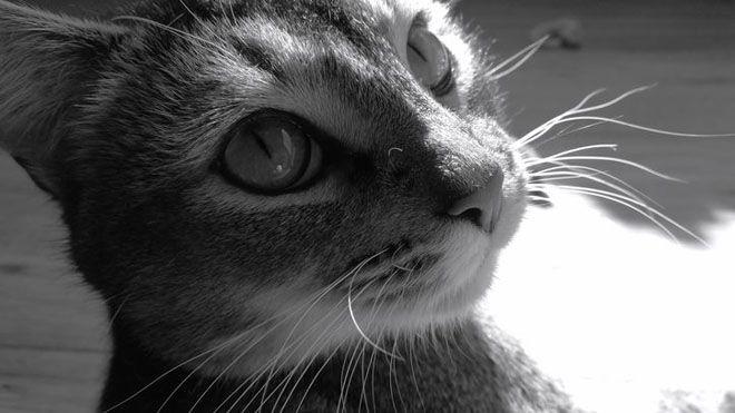 Điểm mặt smartphone có camera đơn sắc, đen trắng siêu đỉnh - 2