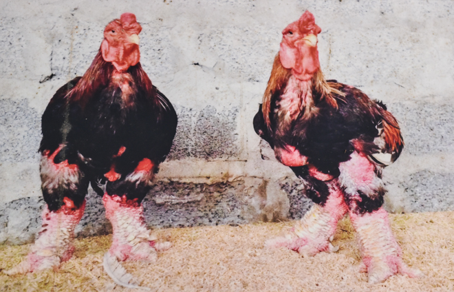 Lão nông ngâm rượu giống “gà chúa”, khách trả trăm triệu cũng không bán - 7