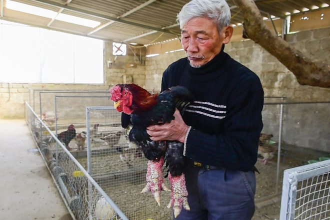 Lão nông ngâm rượu giống “gà chúa”, khách trả trăm triệu cũng không bán - 4