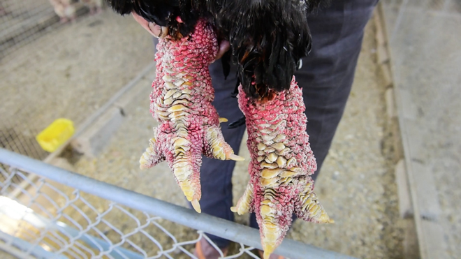 Lão nông ngâm rượu giống “gà chúa”, khách trả trăm triệu cũng không bán - 5