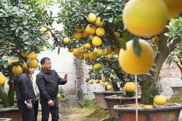 Trồng cây gì bán Tết: &#34;thuần hóa&#34; bưởi cổ trưng Tết, nông dân Hưng Yên kiếm trăm triệu - 3