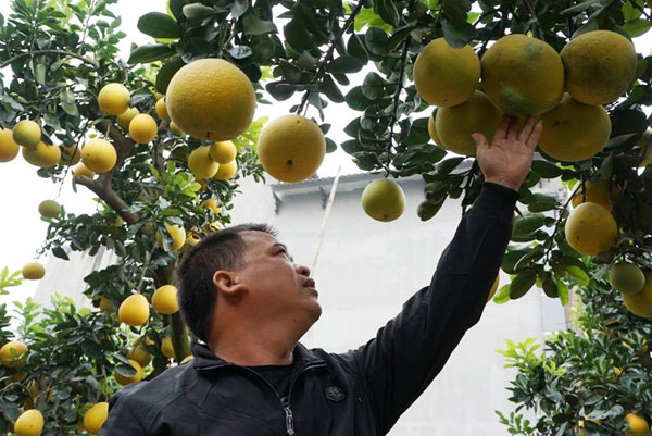 Trồng cây gì bán Tết: &#34;thuần hóa&#34; bưởi cổ trưng Tết, nông dân Hưng Yên kiếm trăm triệu - 4