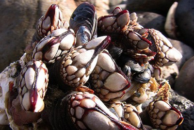 Hãi hùng đặc sản "ngón tay quỷ" - 8