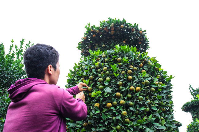 Dàn quất lộc bình khổng lồ, cao gấp đôi đầu người chờ chưng Tết - 7