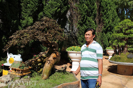 Ngắm cây dúi 200 tuổi, giá 200 triệu của nghệ nhân Bonsai quốc gia - 1