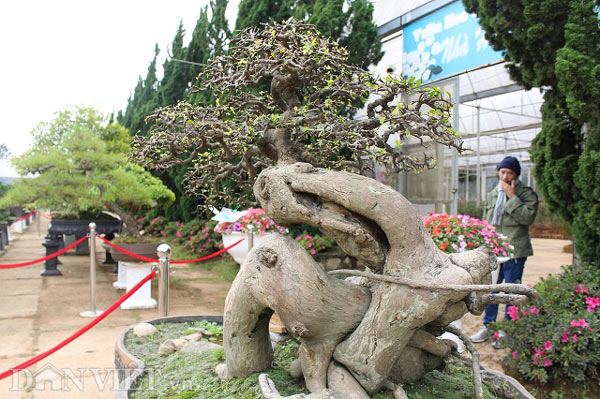 Ngắm cây dúi 200 tuổi, giá 200 triệu của nghệ nhân Bonsai quốc gia - 3