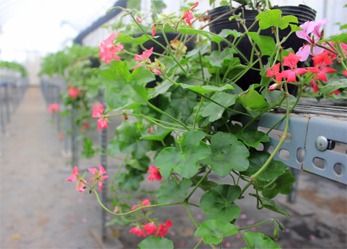 Nếm "quả ngọt" sau 10 năm thất bại - 3