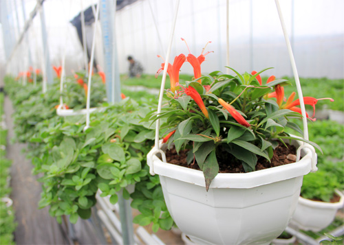 Nếm "quả ngọt" sau 10 năm thất bại - 14