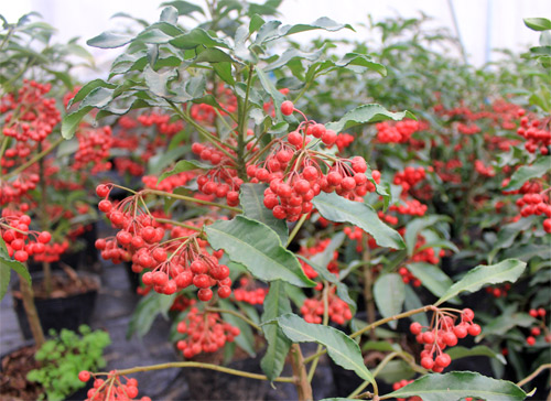 Nếm "quả ngọt" sau 10 năm thất bại - 16