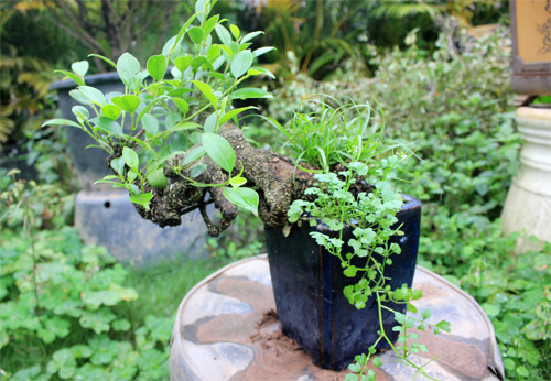 Nếm "quả ngọt" sau 10 năm thất bại - 17