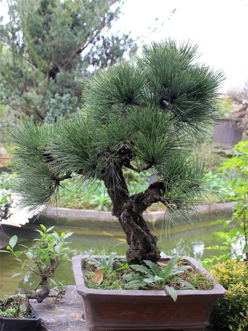 Nếm "quả ngọt" sau 10 năm thất bại - 18