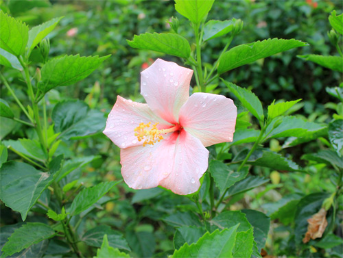 Nếm "quả ngọt" sau 10 năm thất bại - 9