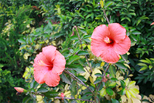 Nếm "quả ngọt" sau 10 năm thất bại - 10