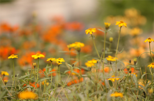 Nếm "quả ngọt" sau 10 năm thất bại - 7