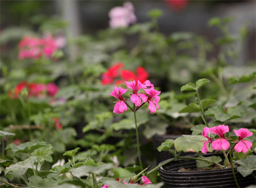 Nếm "quả ngọt" sau 10 năm thất bại - 2