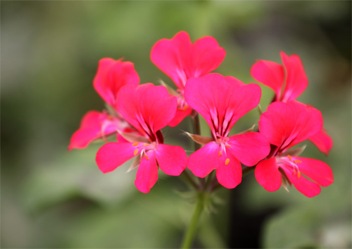 Nếm "quả ngọt" sau 10 năm thất bại - 3