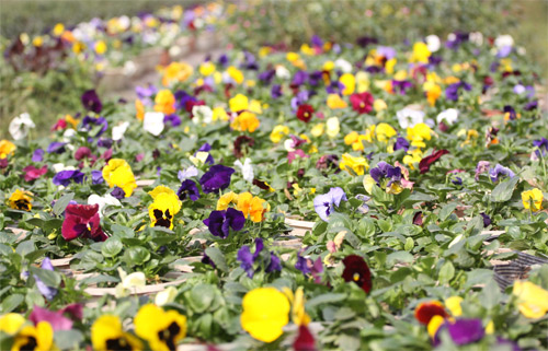 Nếm "quả ngọt" sau 10 năm thất bại - 8