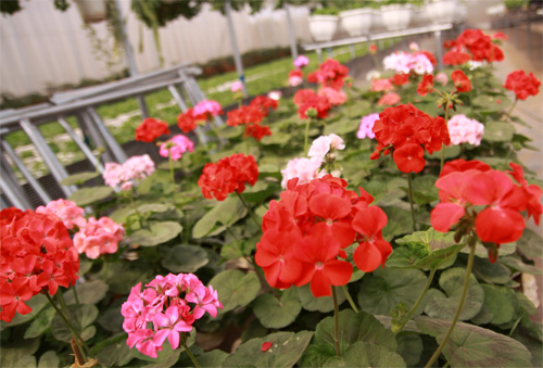 Nếm "quả ngọt" sau 10 năm thất bại - 4