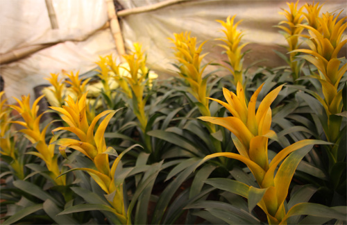 Nếm "quả ngọt" sau 10 năm thất bại - 12