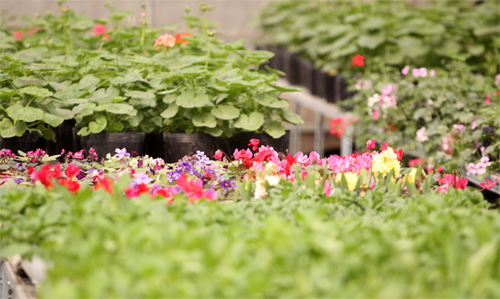 Nếm "quả ngọt" sau 10 năm thất bại - 6