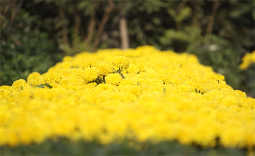 Nếm "quả ngọt" sau 10 năm thất bại - 13