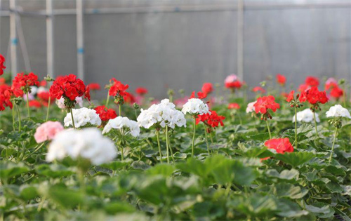 Nếm "quả ngọt" sau 10 năm thất bại - 5