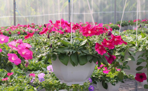 Nếm "quả ngọt" sau 10 năm thất bại - 15