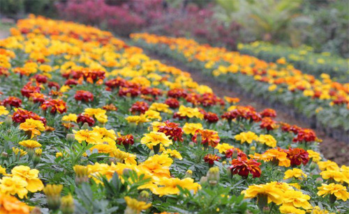 Nếm "quả ngọt" sau 10 năm thất bại - 11