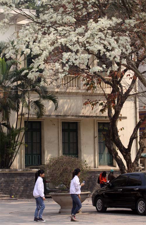 Xao xuyến sắc hoa sưa tháng ba - 8